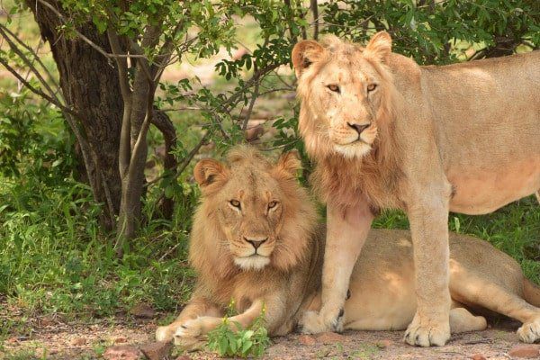 two-lions-kruger